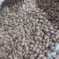 لوبیا چیتی