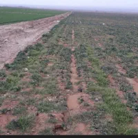 زمین-کشاورزی-فروشی