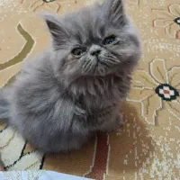 فروش گربه پرشین|گربه|بندرعباس, |دیوار