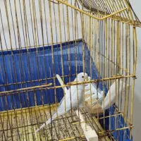 مرغ عشق رنگ خاص