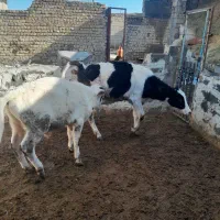 گوساله نروماده