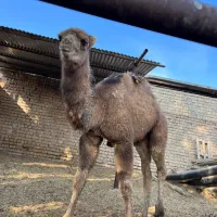 بچه شتر چاق برای نذری