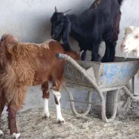 بز  فروشی|حیوانات مزرعه|اندیمشک, |دیوار