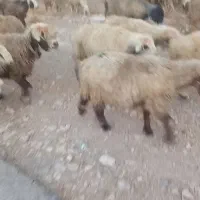 نیازمند چوپان و استخدام چوپانی