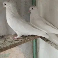 کبوتر سفید کفتر|پرنده|قم, نیروگاه|دیوار
