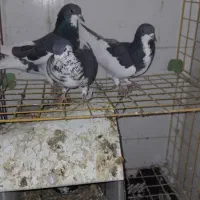 پرنده کفتر|پرنده|شیراز, شاهچراغ|دیوار