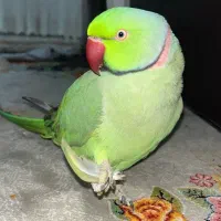 طوطی ملنگو دو عدد نر