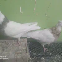 جفت طوقی اصل کرمانشاهی