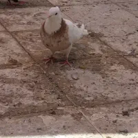 طوقی نر رفته