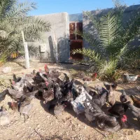 تخم مرغ استرالوپ