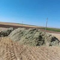 *تخمه دامی ک اه سبز و سفید *