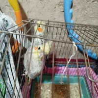 دوتاجوجه هلندی خوشگل وآرام