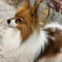 سگ پامر روباهی|سگ|شیراز, گویم|دیوار