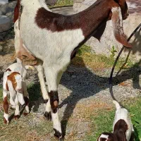 بز دوقلوزا با دو کره نر ماده و یک بز آبستن|حیوانات مزرعه|جیرفت, |دیوار