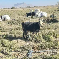 کهره نر|حیوانات مزرعه|درودزن, |دیوار