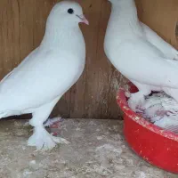 کفتر لوطی ذات قدیم