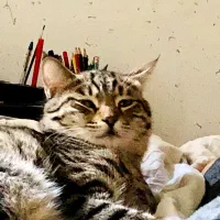 واگذاری آقای چیکو