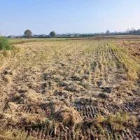 زمین باغ|فروش زمین و ملک کلنگی|دابودشت, |دیوار