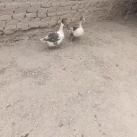 غاز ماده کار بفروش میرسد