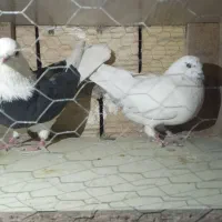 فروشی|پرنده|سلطانیه, |دیوار