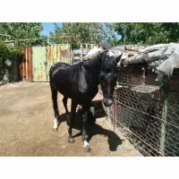 اسب یابو|اسب و تجهیزات اسبسواری|سمنان, |دیوار