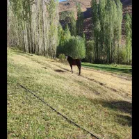 مادیا و کره مادیان فروشی|اسب و تجهیزات اسب‌سواری|مریوان, |دیوار