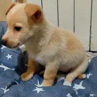 سگ اروم پاکوتاه