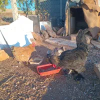 خروس سلطان ومرغ کردی واردک جوان|حیوانات مزرعه|روانسر, |دیوار