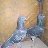کبوتر