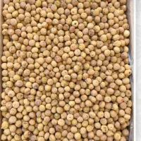 انجیر ریز رنگ روشن