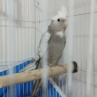 ۳تا عروس هلندی وایت فیس|پرنده|فولادشهر, مسکن مهر فولادشهر|دیوار