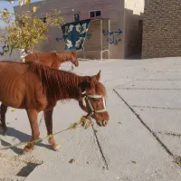 مادیان جوان|اسب و تجهیزات اسب‌سواری|آشخانه, |دیوار