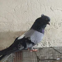 ۴تا کفترسرور وسبز معاوضه با شازده زرد یا زرد دوخط