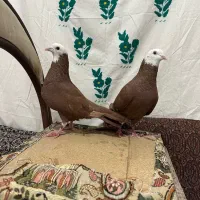 کبوتر