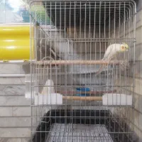 عروس هلندی|پرنده|شیراز, مسلم|دیوار