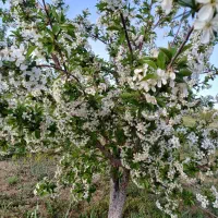 باغ گردو،آلبالو،بادام وگیلاس