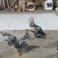 سیبرایت
