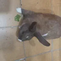 خرگوش