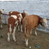 گوساله میخوایی بزنگ