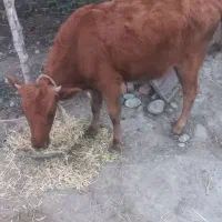 گوساله ماده|حیوانات مزرعه|خدا آفرین, |دیوار