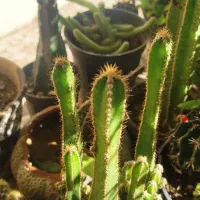 کاکتوس|گل و گیاه طبیعی|کازرون, |دیوار