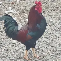 خروس قرمز ۴۰ پوپ