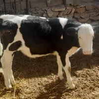 گوساله نر