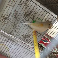 قناری موزاییکی ماده اماده