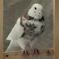 کبوتر پرشی