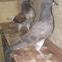 کفتر پرشی آسمان خراش