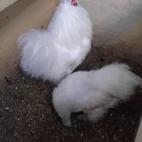 خروس مرغ ابریشمی تخم گذار