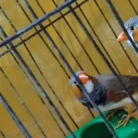 یک عدد فنچ نر چهارماهه