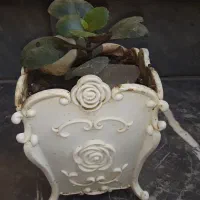 گل داریم|گل و گیاه طبیعی|گرگان, |دیوار