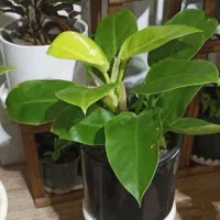 تخفیف گل و گیاه طبیعی به مدت دو روز|گل و گیاه طبیعی|خواف, |دیوار